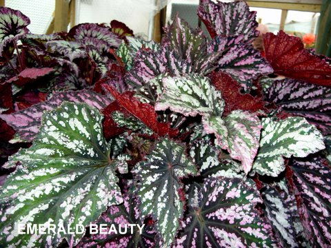 B. ‘Emerald Beauty’